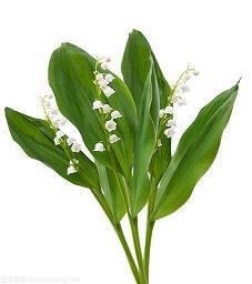 米汤煮芋头打一成语
