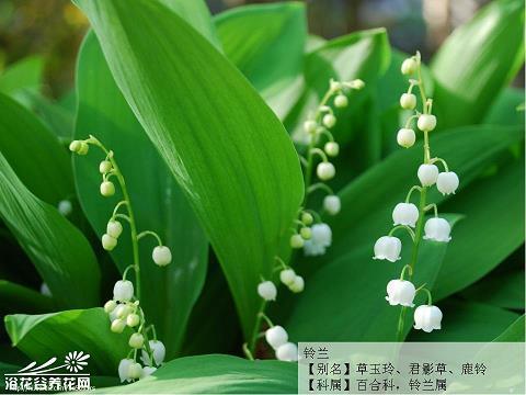 蚕食鲸吞成语接龙游戏
