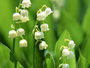 留芳百世成语接龙游戏