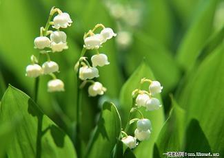 别无他物成语接龙游戏