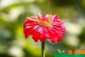 马毛蝟磔成语接龙游戏