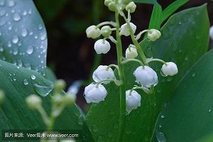 一顿永恒的烤肉