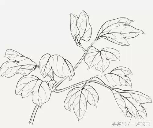 与众不同的它