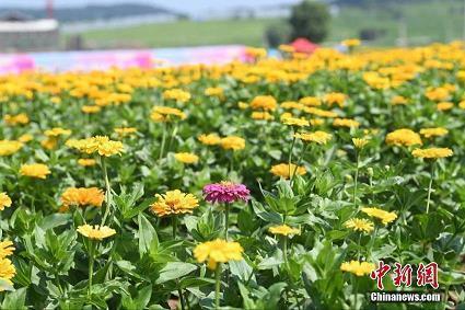 草草收兵成语接龙游戏