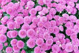 油嘴花唇成语接龙游戏