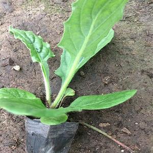 初中的…苦累_小学生作文,一年级作文,一年级写景作文_孙靖杰完美作文