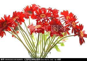 夕阳中开出最美的花 ——读《花田半亩》有感