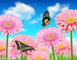 兰桂腾芳成语接龙游戏