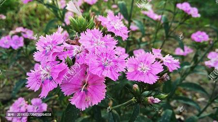 我家花园里的彩虹