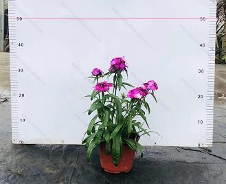 杯弓市虎成语接龙游戏