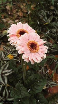 “绿云”菊