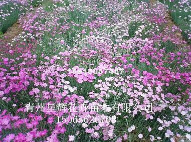 百无聊赖成语接龙游戏