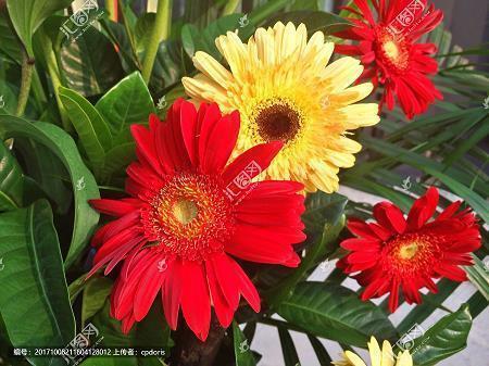 兰桂齐芳成语接龙游戏