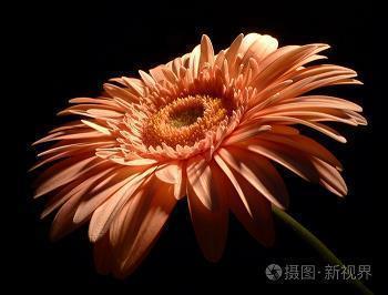 洋为中用成语接龙游戏