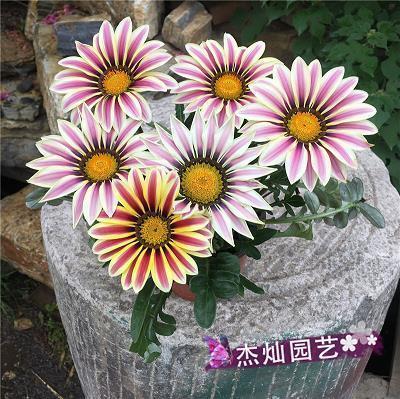 读《王子与乞丐》有感
