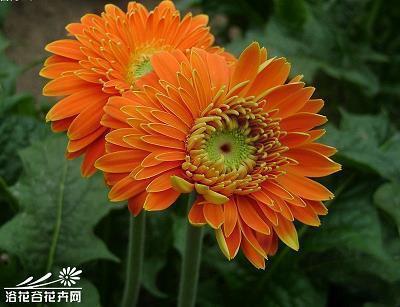 披露肝胆成语接龙游戏