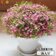 夏日里的绿荷