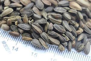 白丁俗客成语接龙游戏