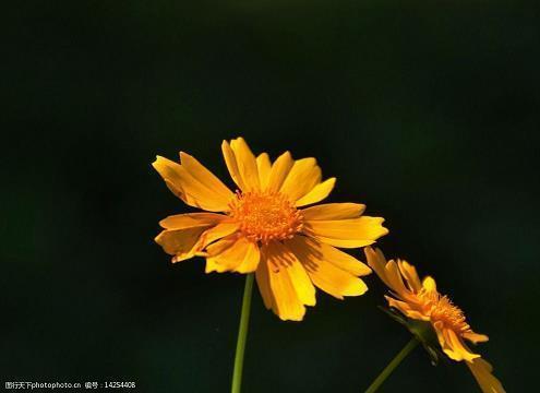 夜，很美_初中生作文,初一作文,初一写景作文_朴冰蝶完美作文