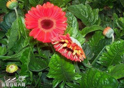 恩深义重造句-用恩深义重怎么造句