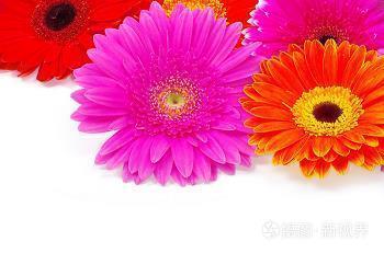 人面桃花造句-用人面桃花怎么造句