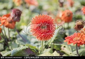 中秋节