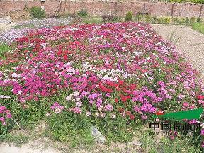 养豌豆