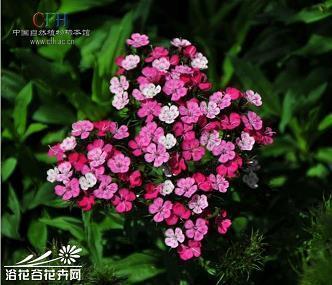191个一角钱的硬币
