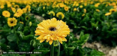 一个沧桑的背影让人潸然泪下