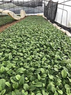 CF玩后感