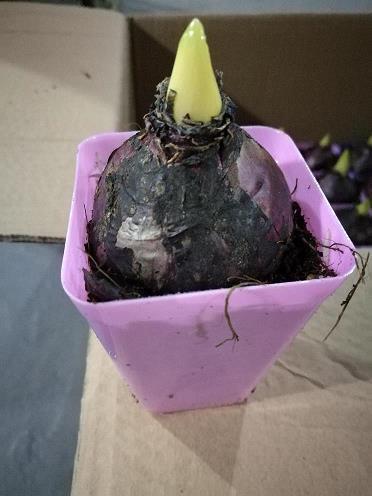 可爱的仓鼠