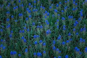 “受伤”的芒果树