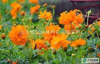 最成功的生意打一成语