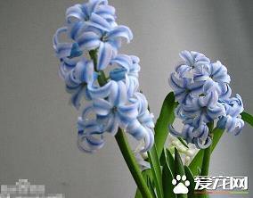 修鳞养爪成语接龙游戏
