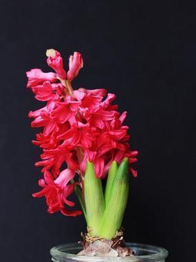 九间大殿成语接龙游戏