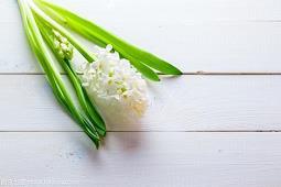 葄枕图史成语接龙游戏
