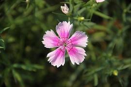 可爱的小乌龟