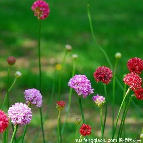 塞耳偷铃成语接龙游戏
