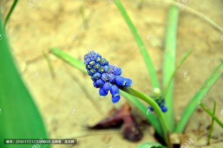 五花大绑成语接龙游戏