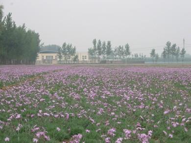 千年月色万年情