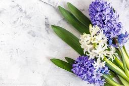 山菊花