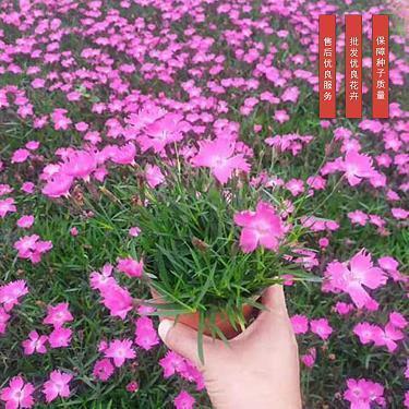 寻觅春之芳踪