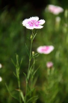 我是一棵桂花树