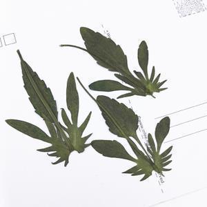 勇敢地面对困难——读《我没有鞋，他却没有脚》有感
