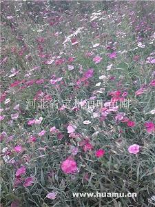 清歌妙舞成语接龙游戏