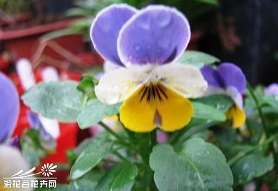 生张熟魏成语接龙游戏