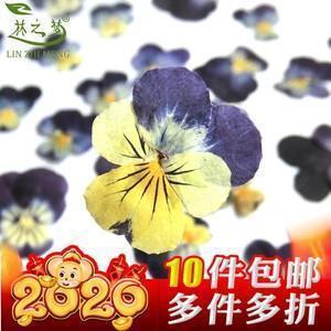 勇男蠢妇成语接龙游戏