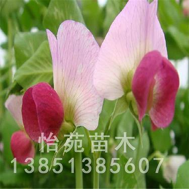 事无大小成语接龙游戏