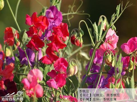 大运河
