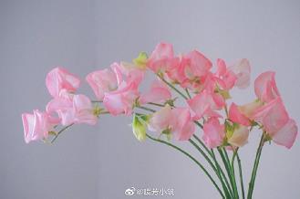 夏天的荷花